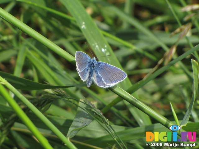 SX06657 Common Blue butterfly (Polyommatus icarus)